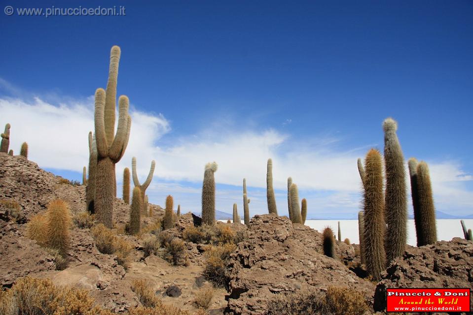 BOLIVIA 2 - Isla Incahuasi - 24.jpg